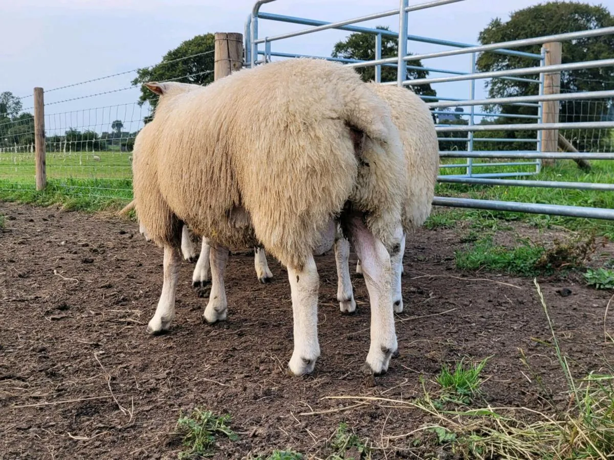 Belclare Pedigree Rams - Image 4