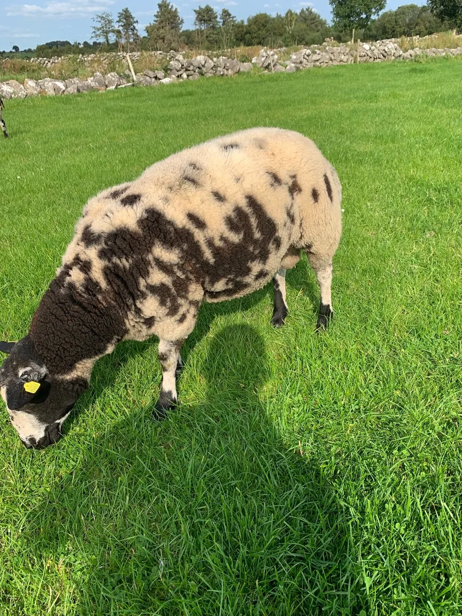 Spotted Dutch ram - Image 1