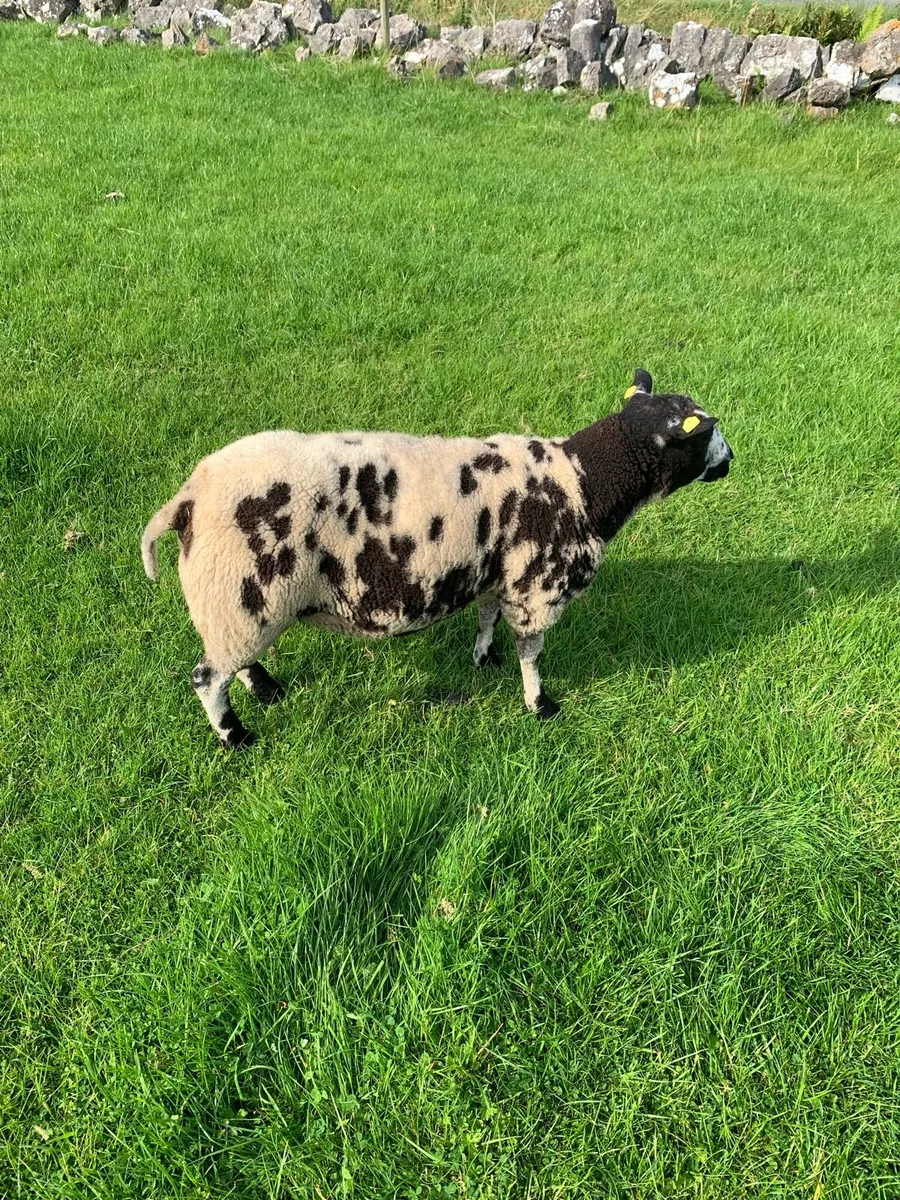 Spotted Dutch ram - Image 2