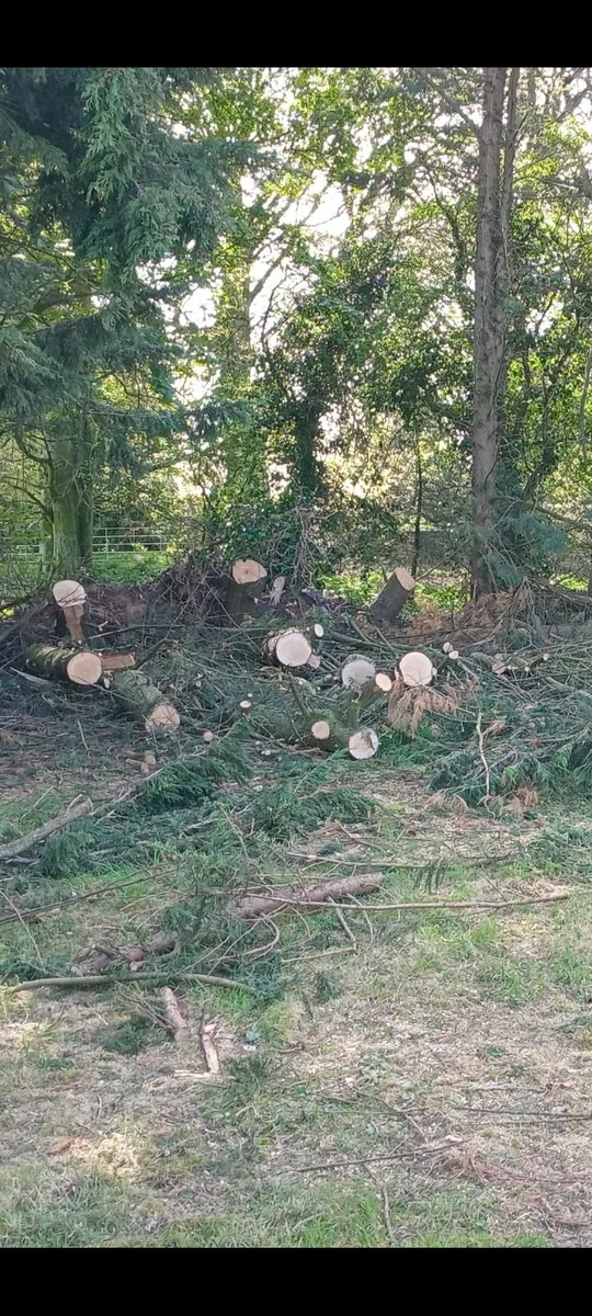 Fire wood - Image 3