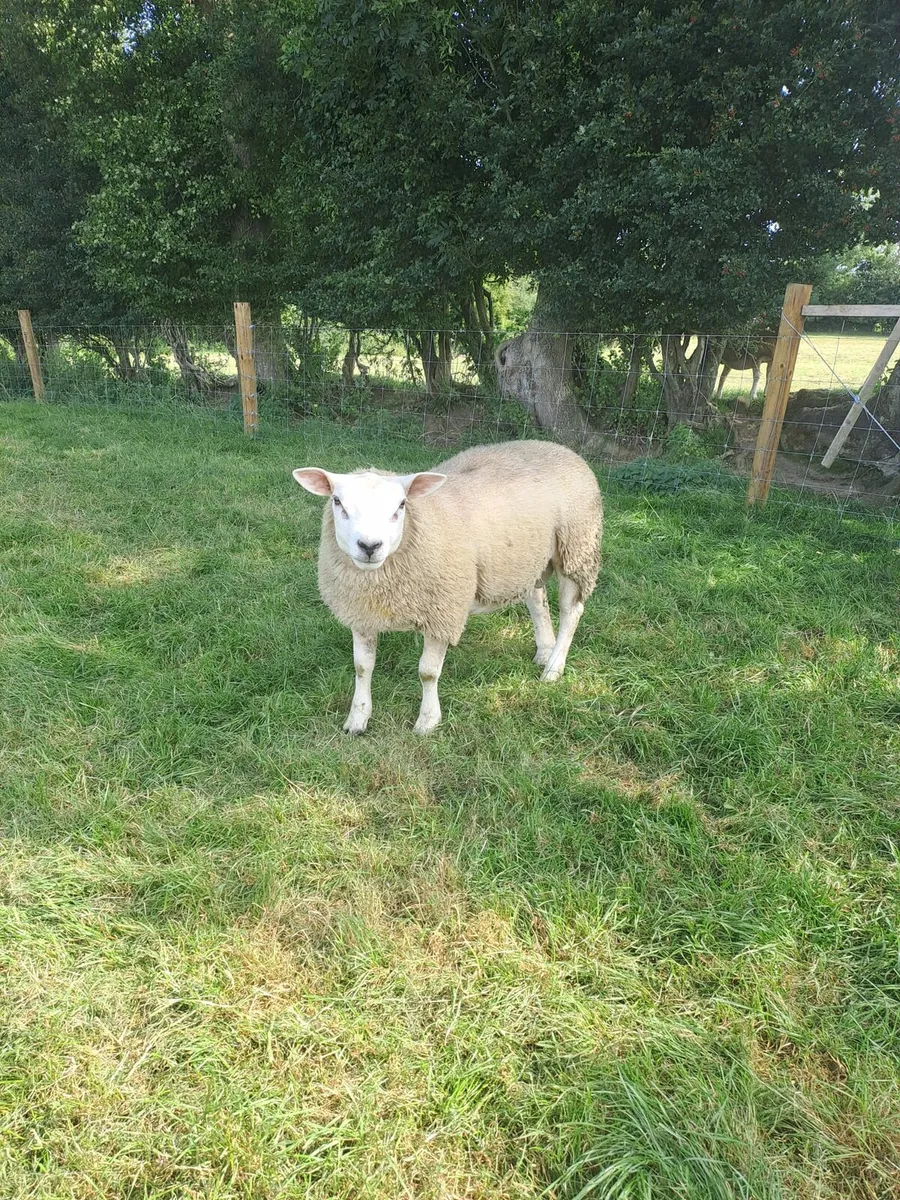 Pbnr Texel Ram lamb - Image 1