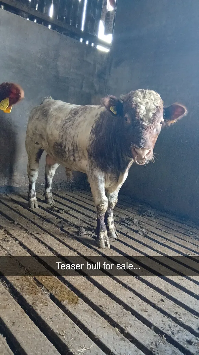 Teaser bull