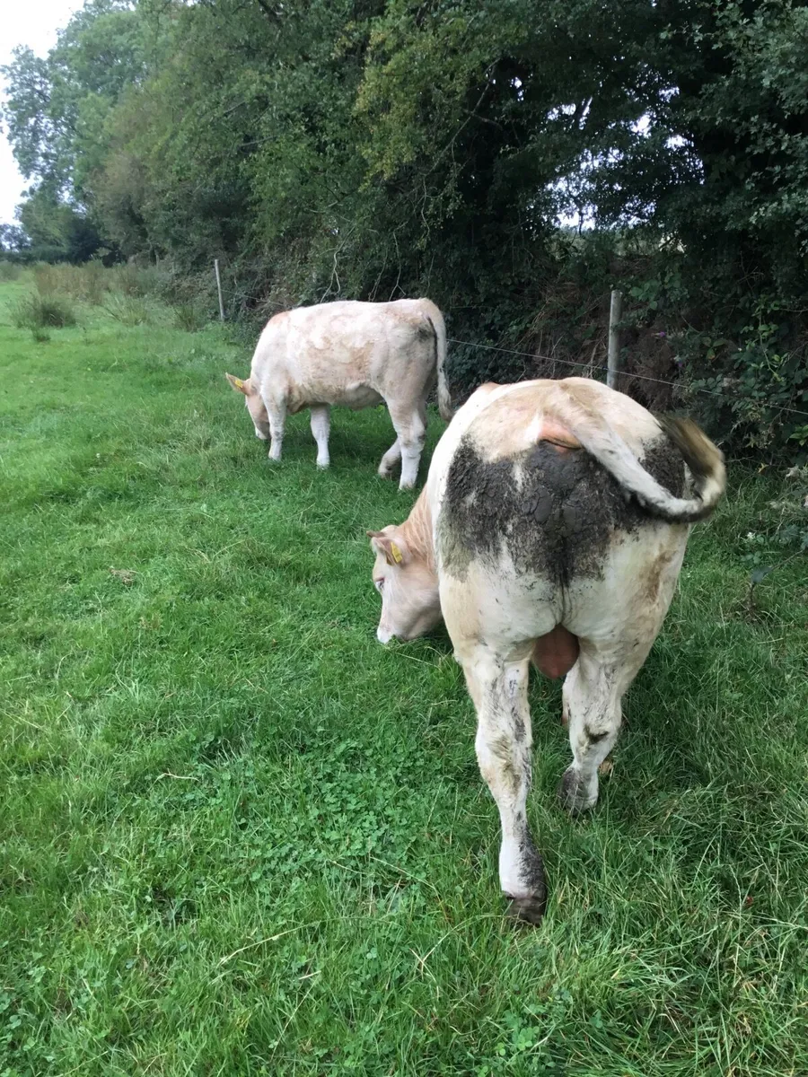 0877560914/Pedigree registered Charolais bulls - Image 3