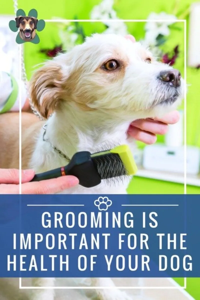 Dog Groomer available and Doggie Daycare - Image 1
