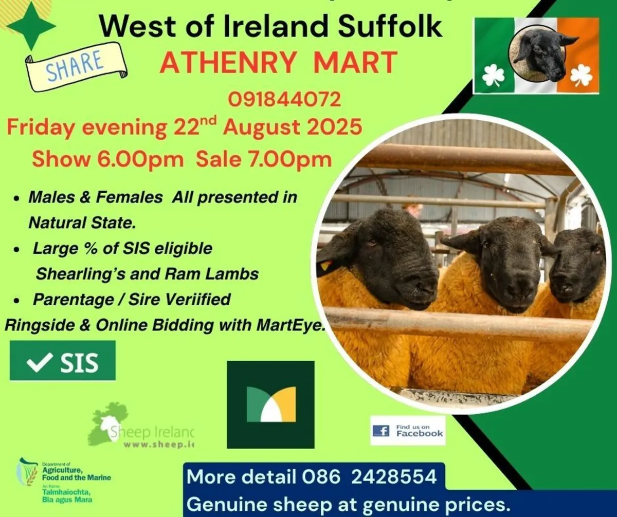 suffolk sheep - Image 1