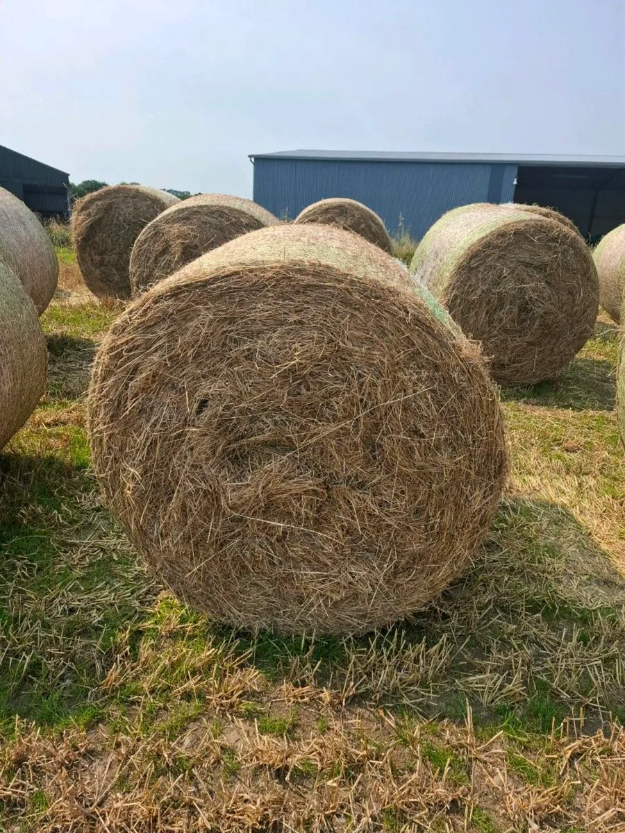 Hay - Image 1