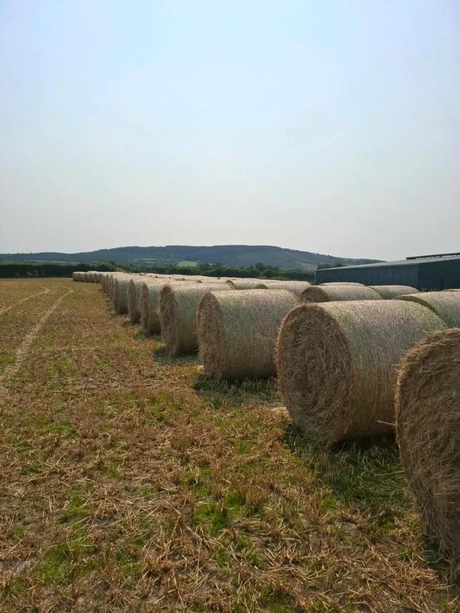 Hay - Image 2
