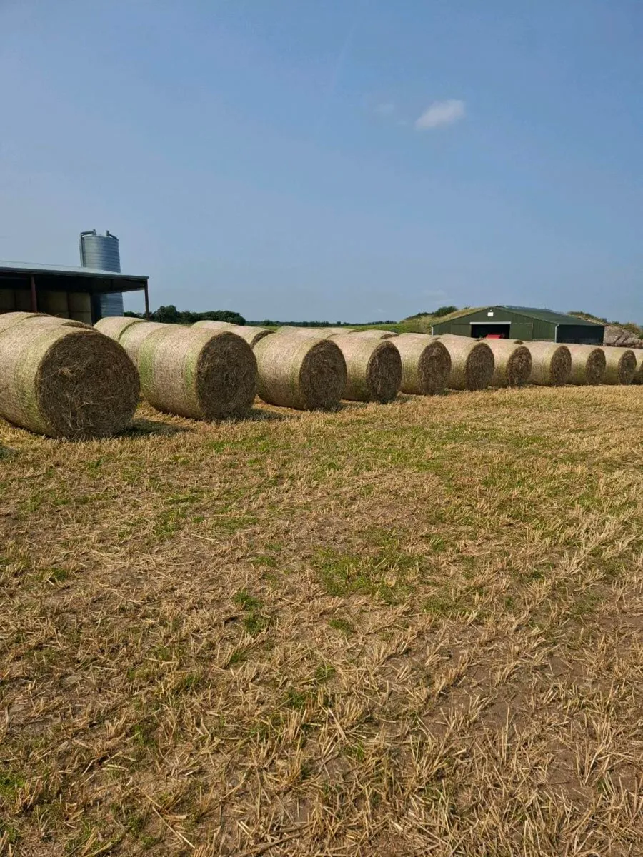Hay - Image 3