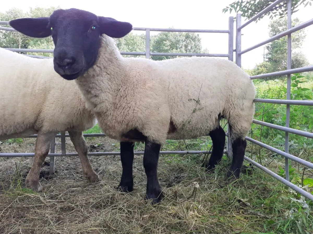 Suffolk and charolais ewes - Image 1