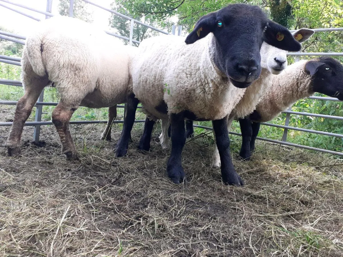 Suffolk and charolais ewes - Image 2