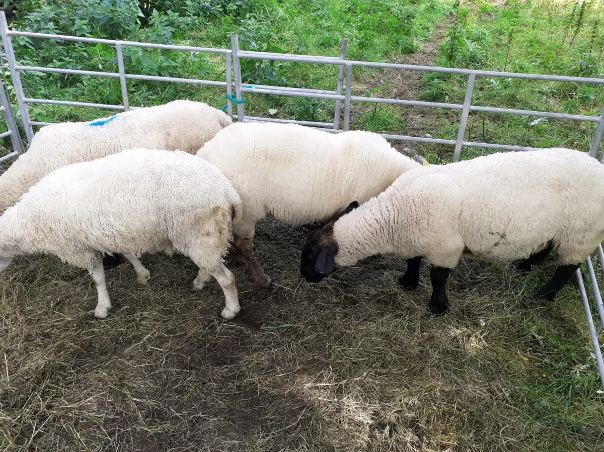 Suffolk and charolais ewes - Image 3