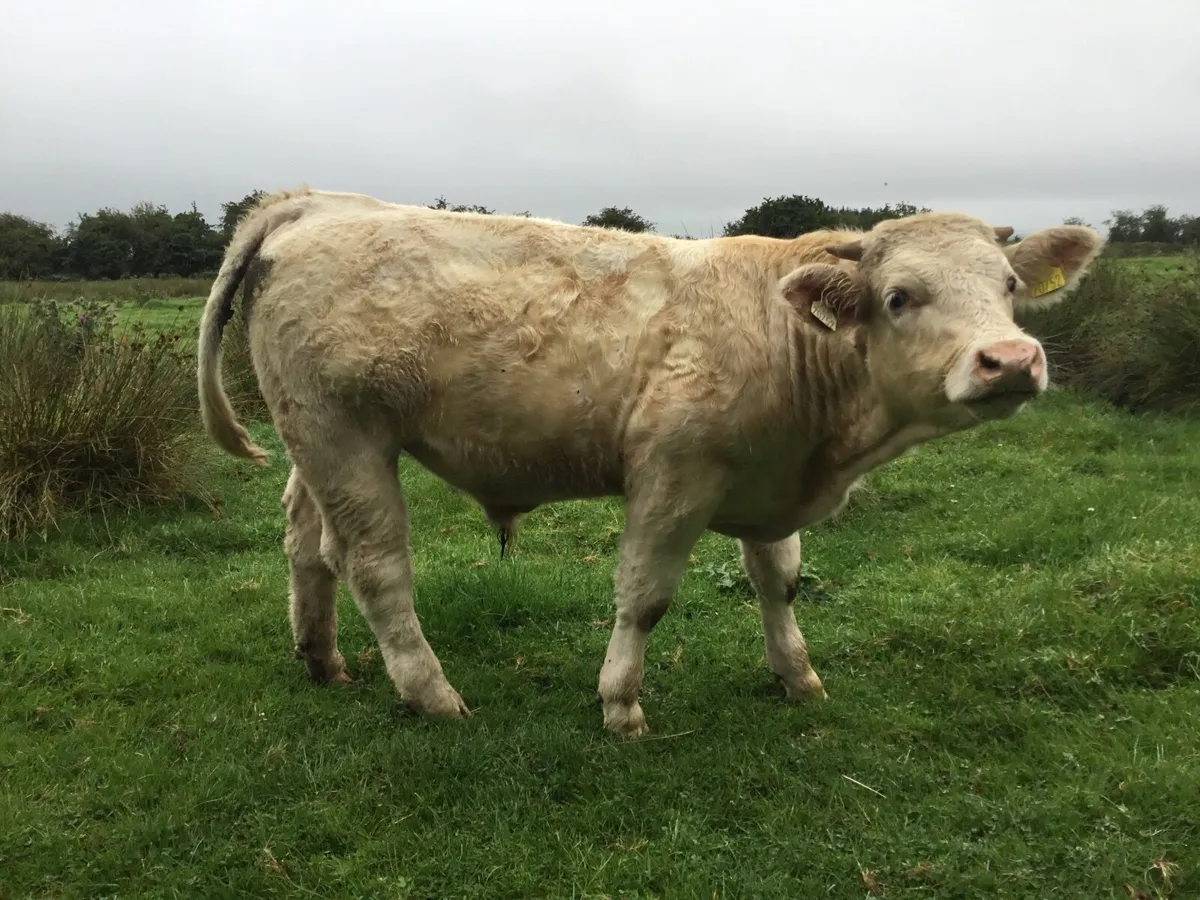 0877560914/Pedigree registered Charolais bulls - Image 2