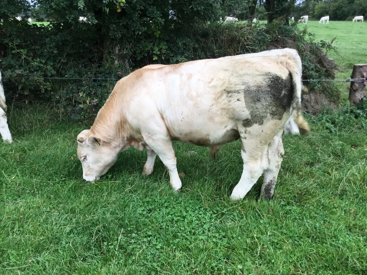 0877560914/Pedigree registered Charolais bulls - Image 1