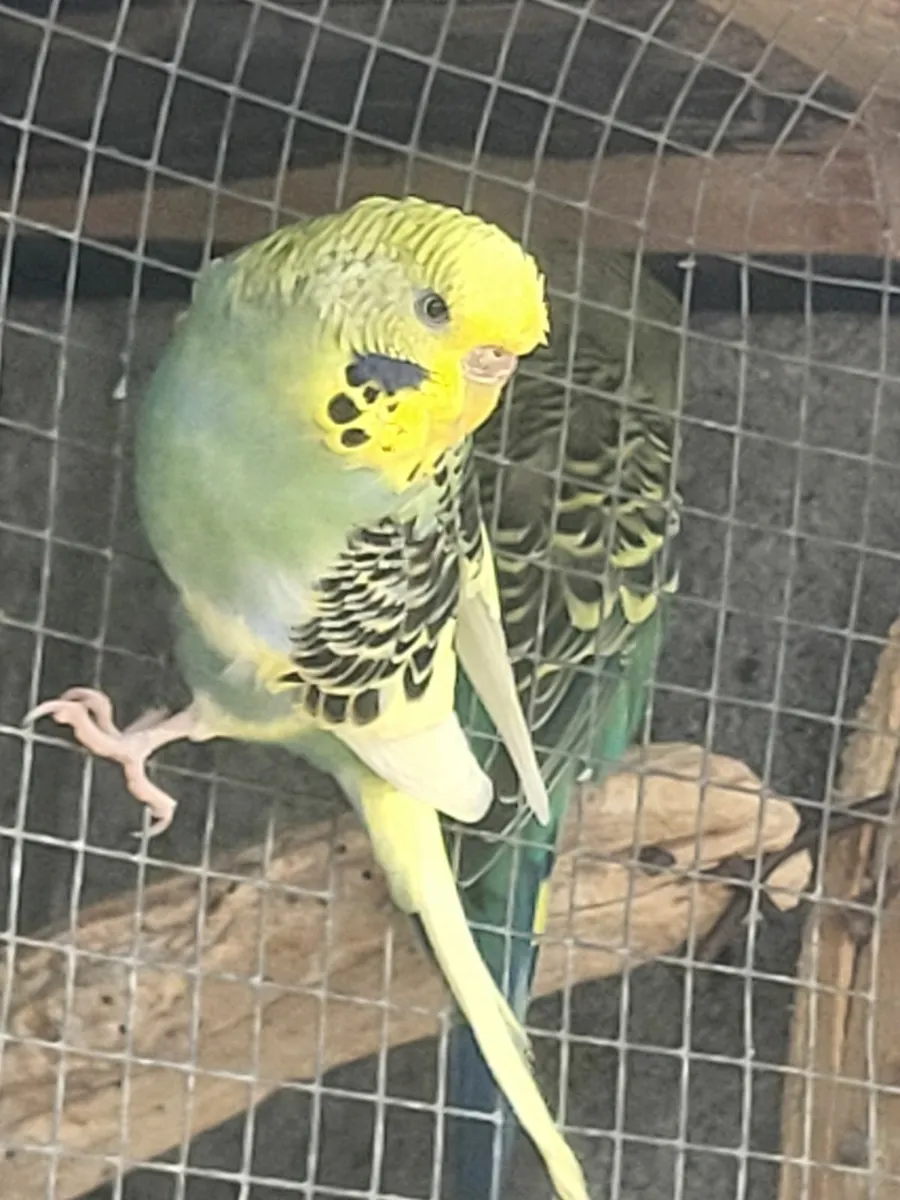 Cockitiels and budgie and cages - Image 2