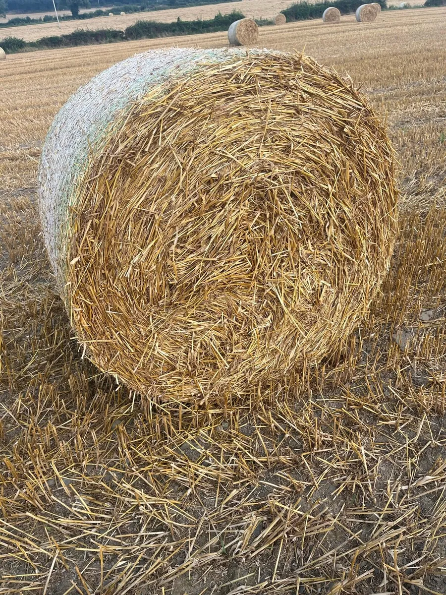 4x4 bales of oating straw - Image 1