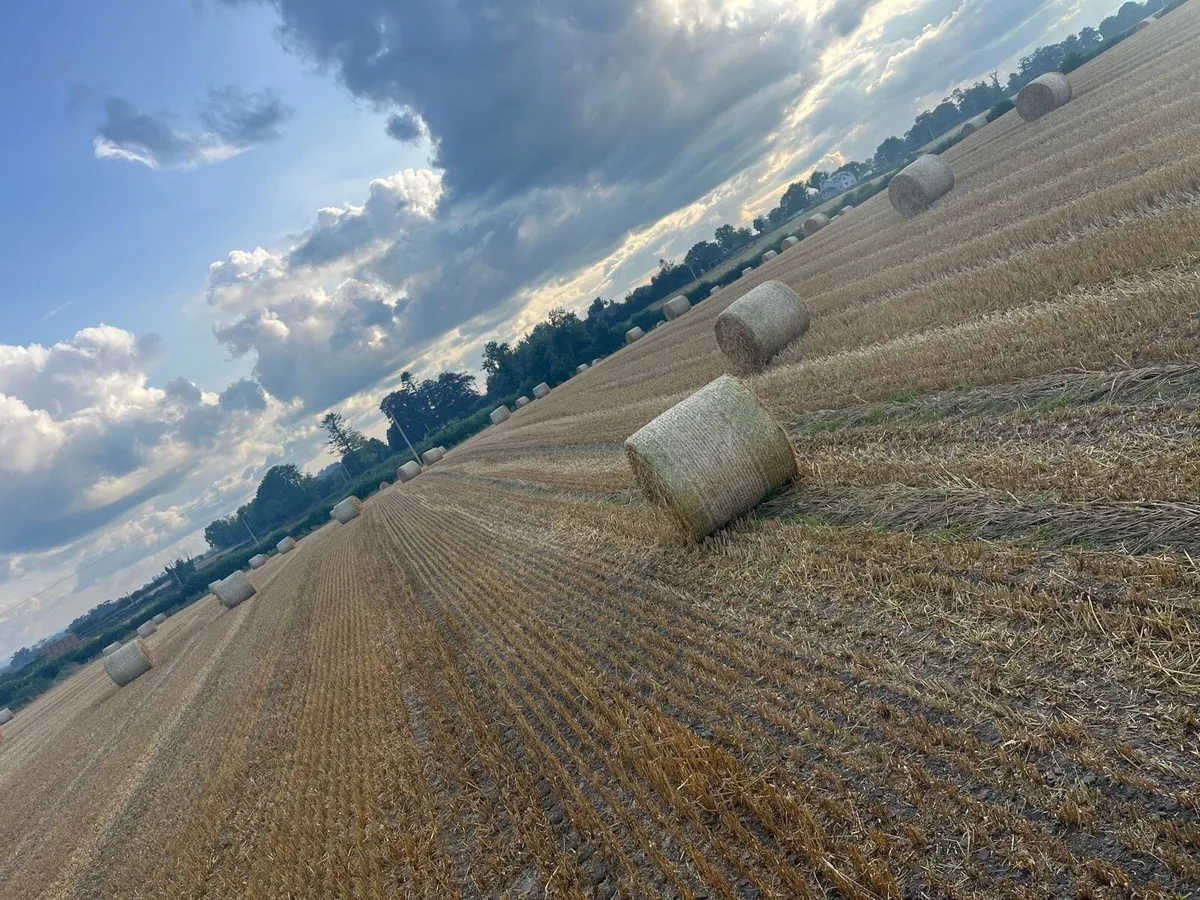 4x4 bales of oating straw - Image 3