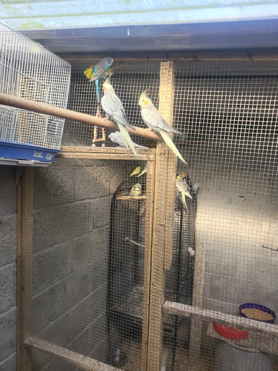 Cockitiels and budgie and cages - Image 3