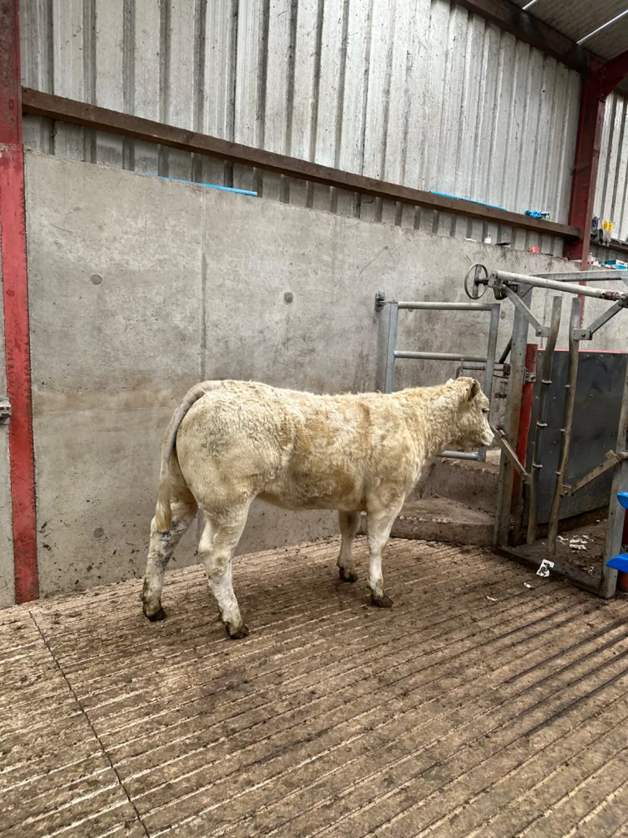 Charolais show heifer - Image 1