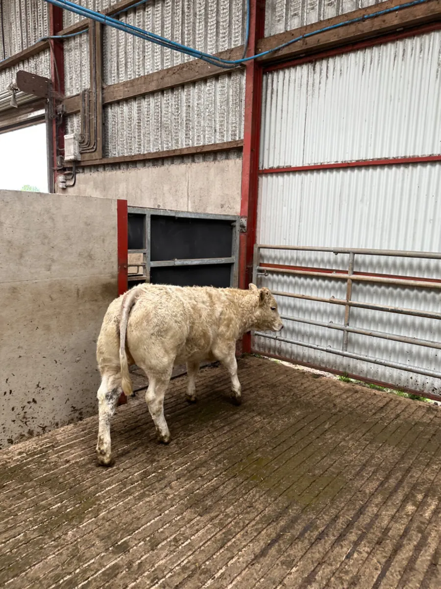 Charolais show heifer - Image 4