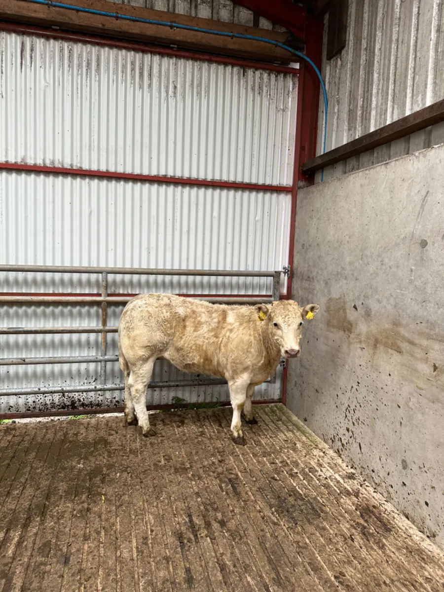 Charolais show heifer - Image 3