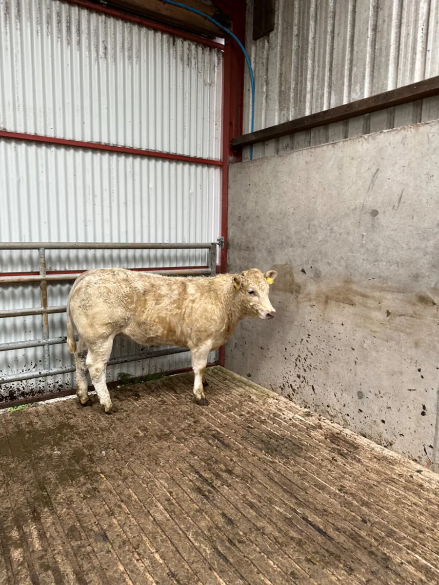 Charolais show heifer - Image 2