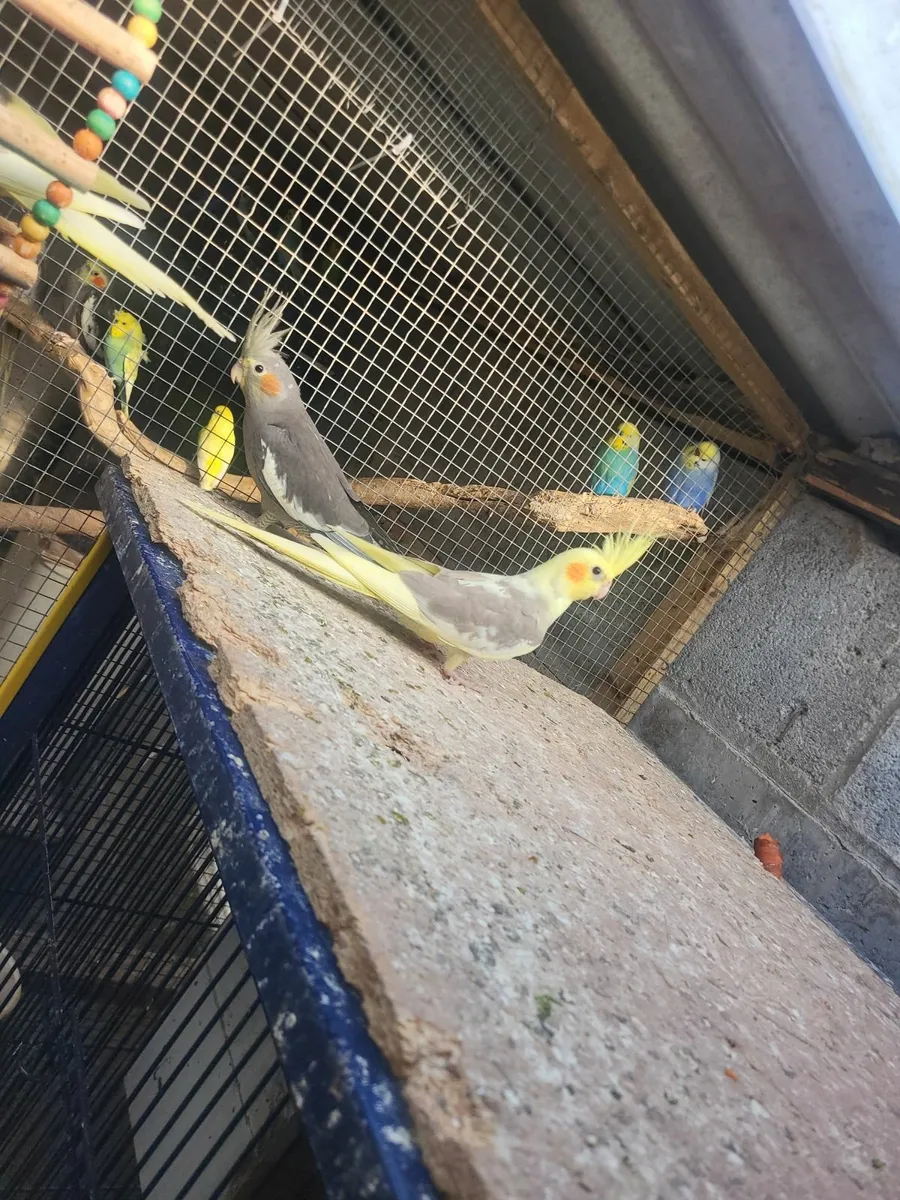 Cockitiels and budgie and cages - Image 1