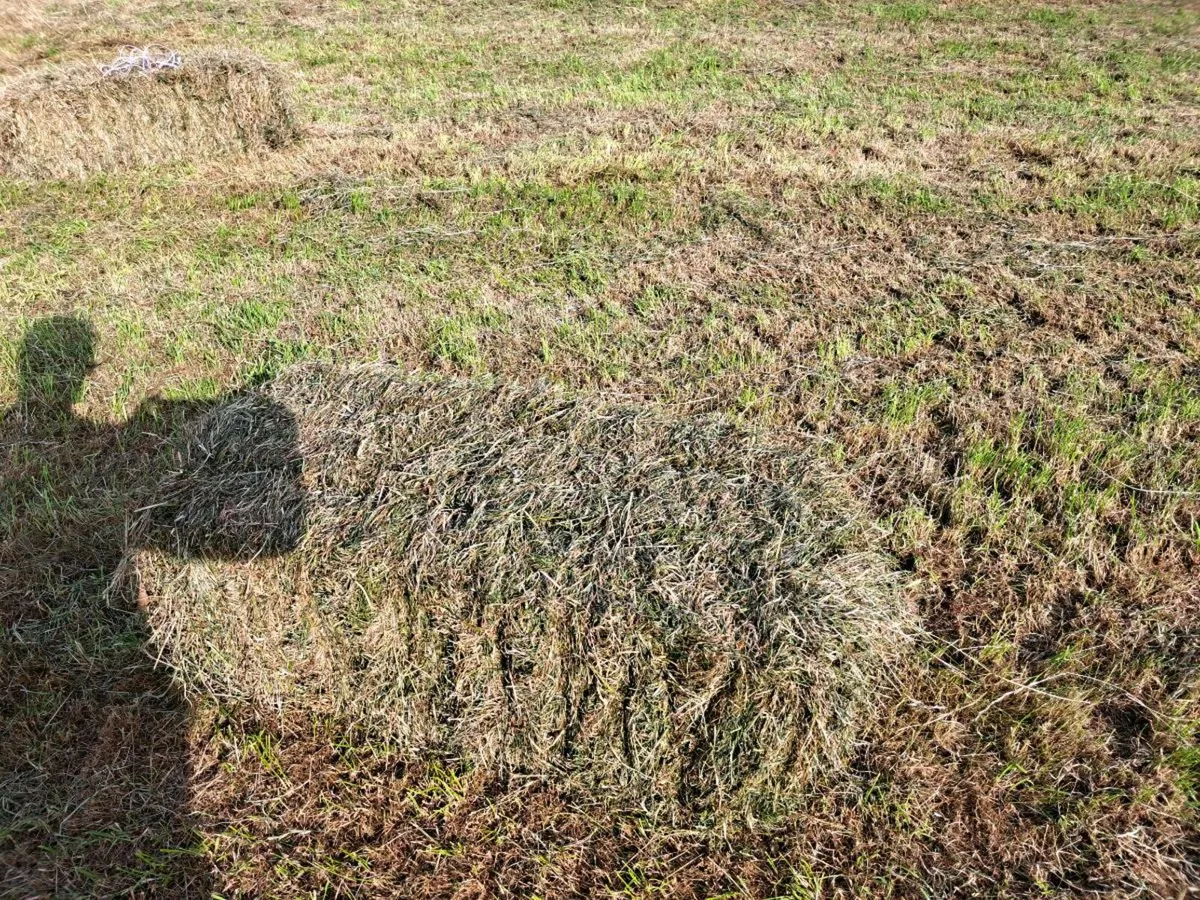 Hay  for  sale - Image 3