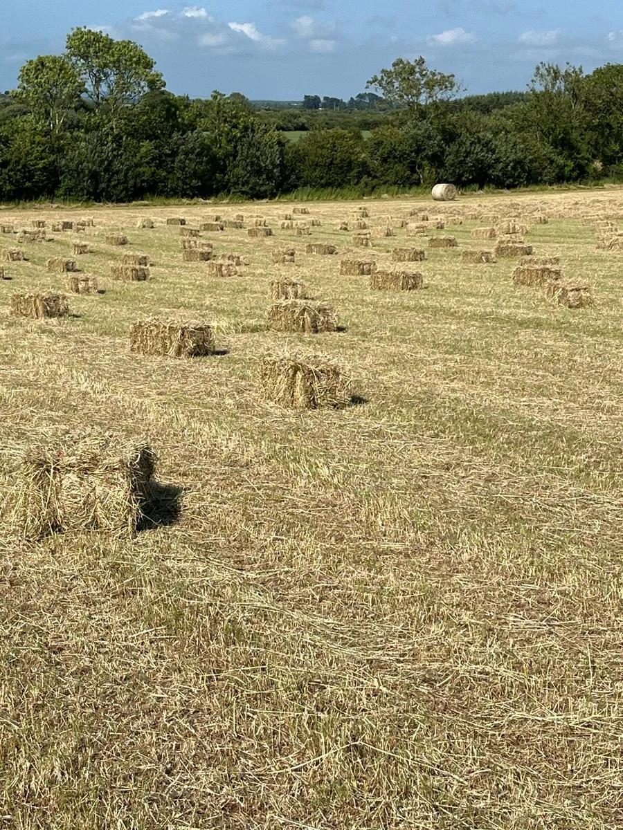 Hay straw