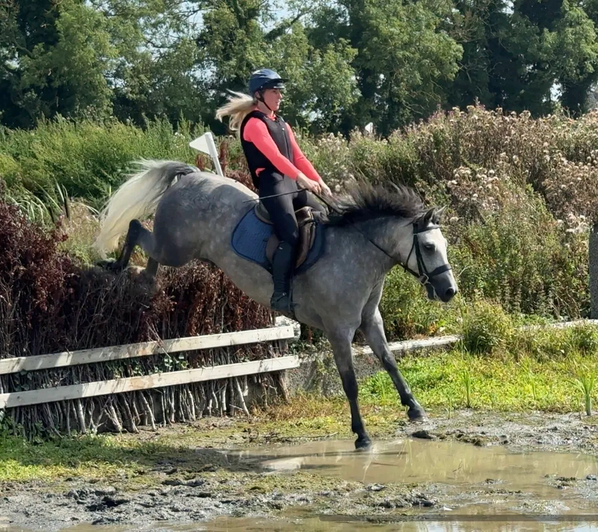 5yo 146cm Connemara Gelding - Image 1