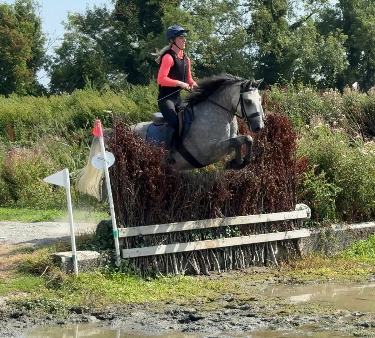 5yo 146cm Connemara Gelding - Image 3