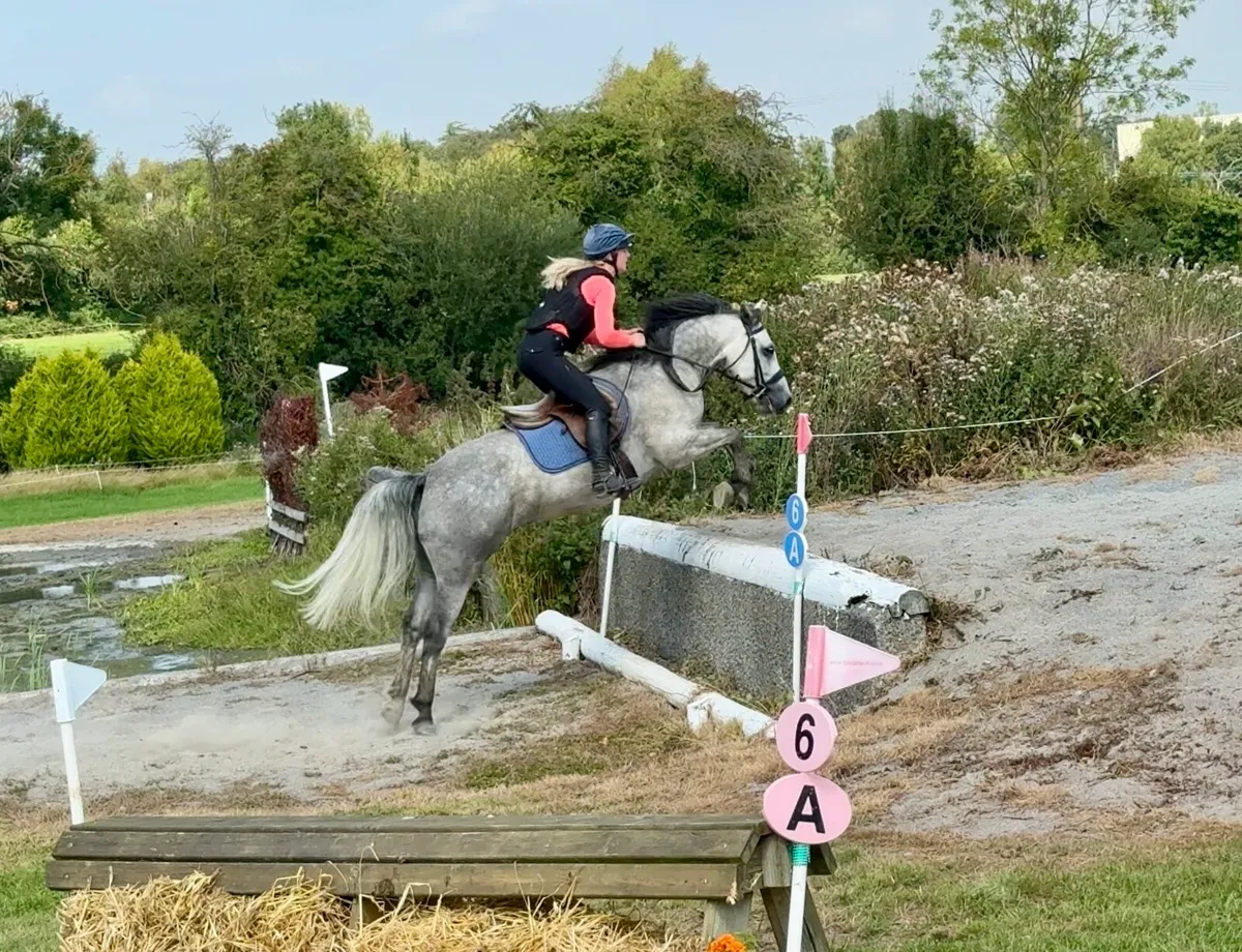 5yo 146cm Connemara Gelding - Image 4