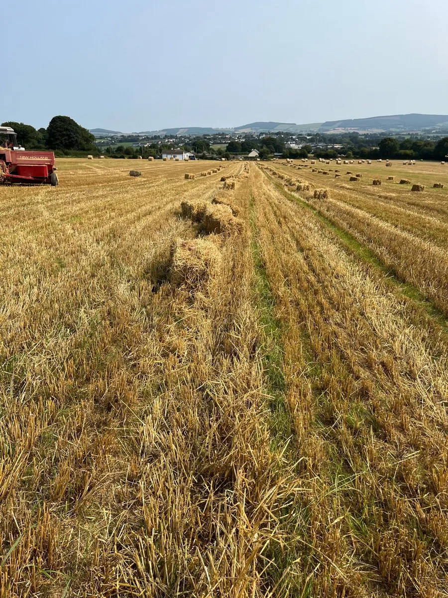 Small square bales of Barley Straw - Image 4