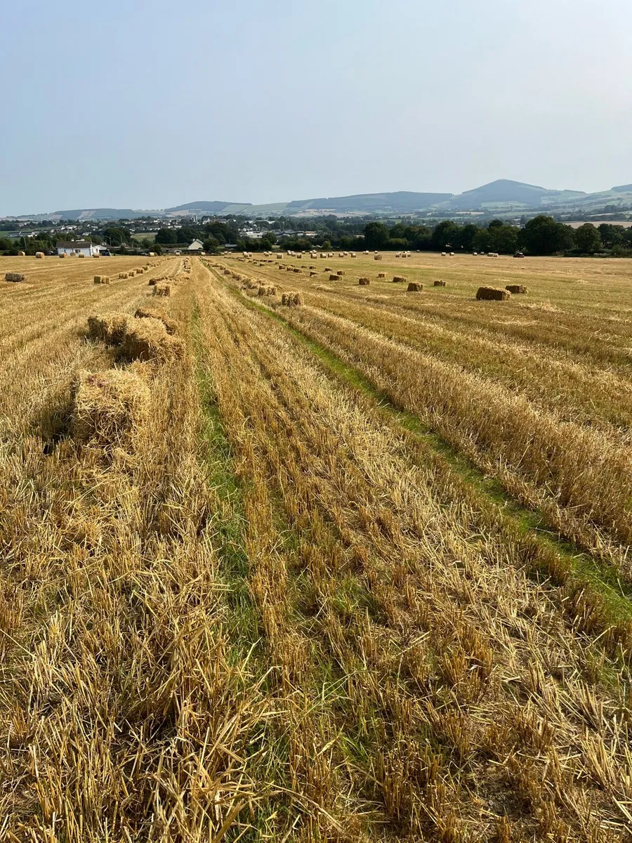 Small square bales of Barley Straw - Image 1