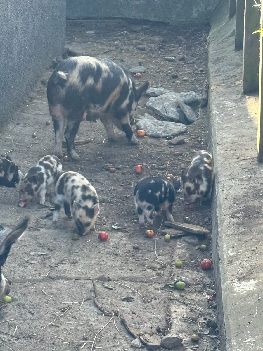 Kuhn kuhn pigs - Image 1