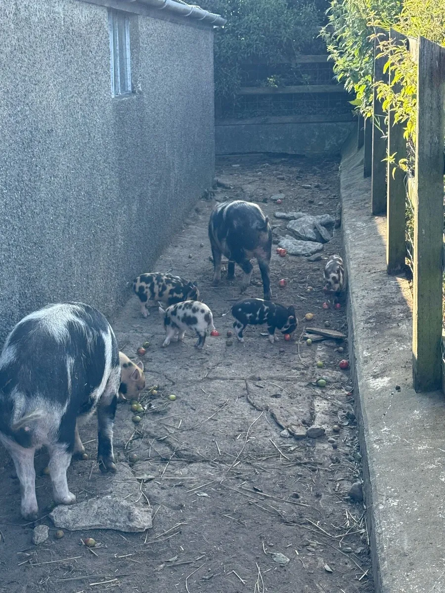 Kuhn kuhn pigs - Image 2