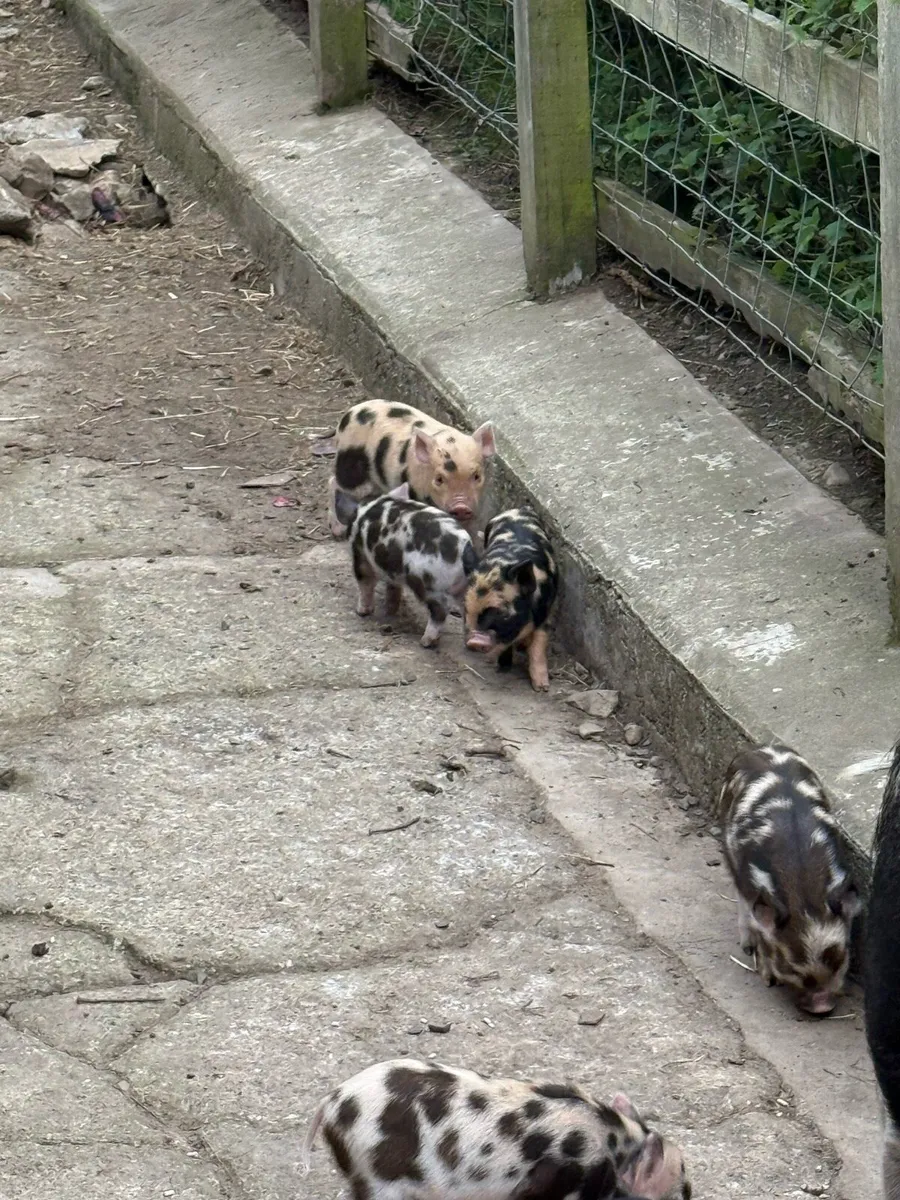 Kuhn kuhn pigs - Image 3