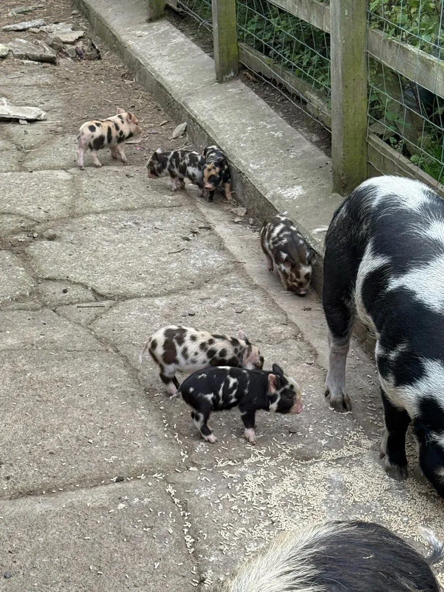 Kuhn kuhn pigs - Image 4
