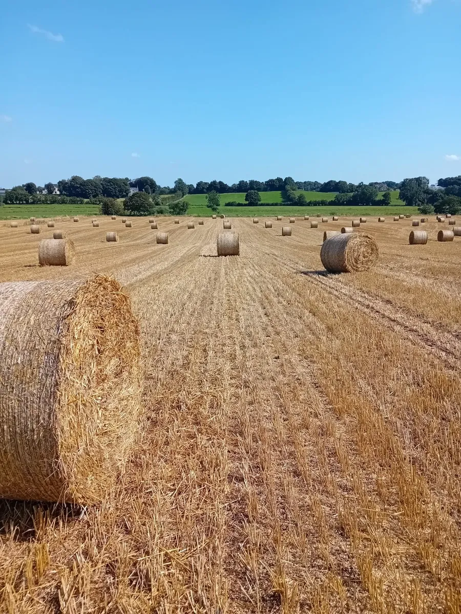 Straw - Image 1