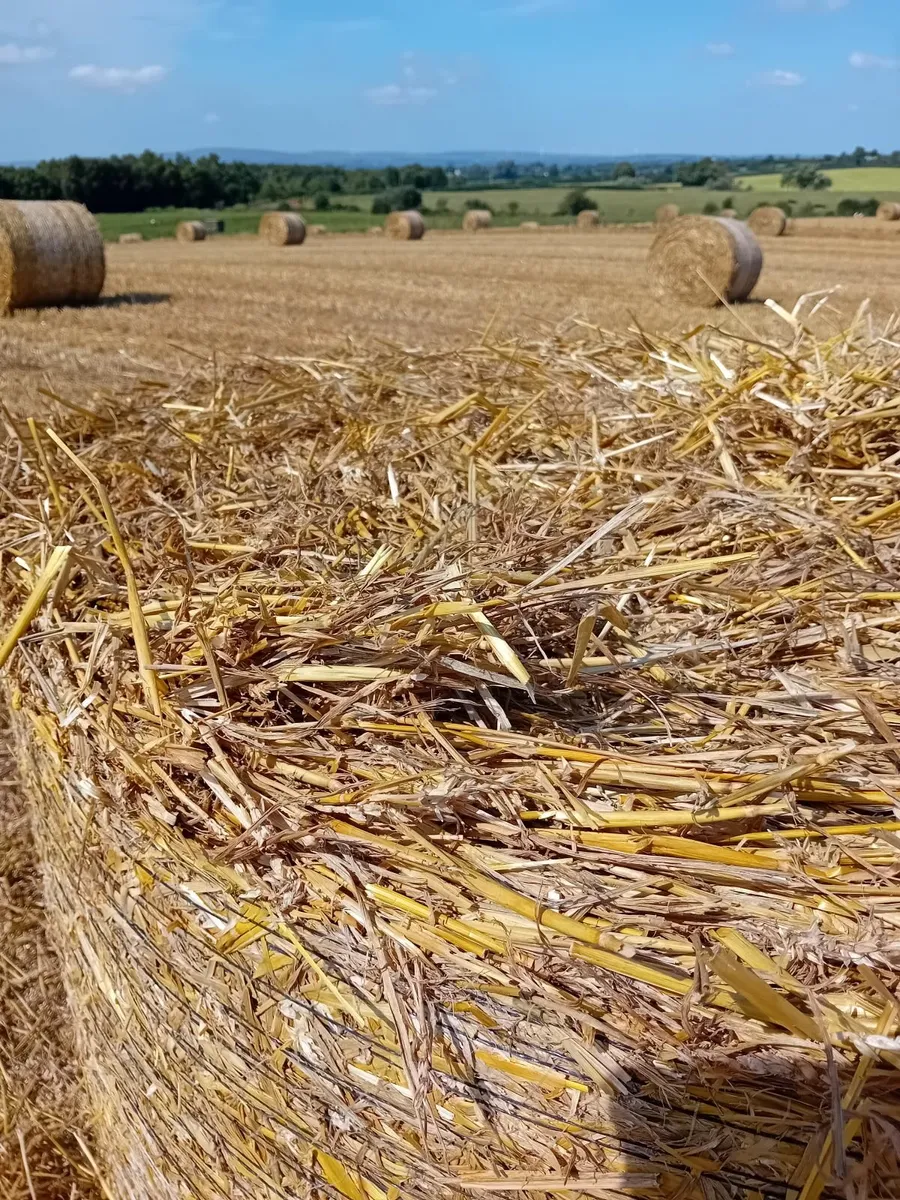 Straw - Image 2