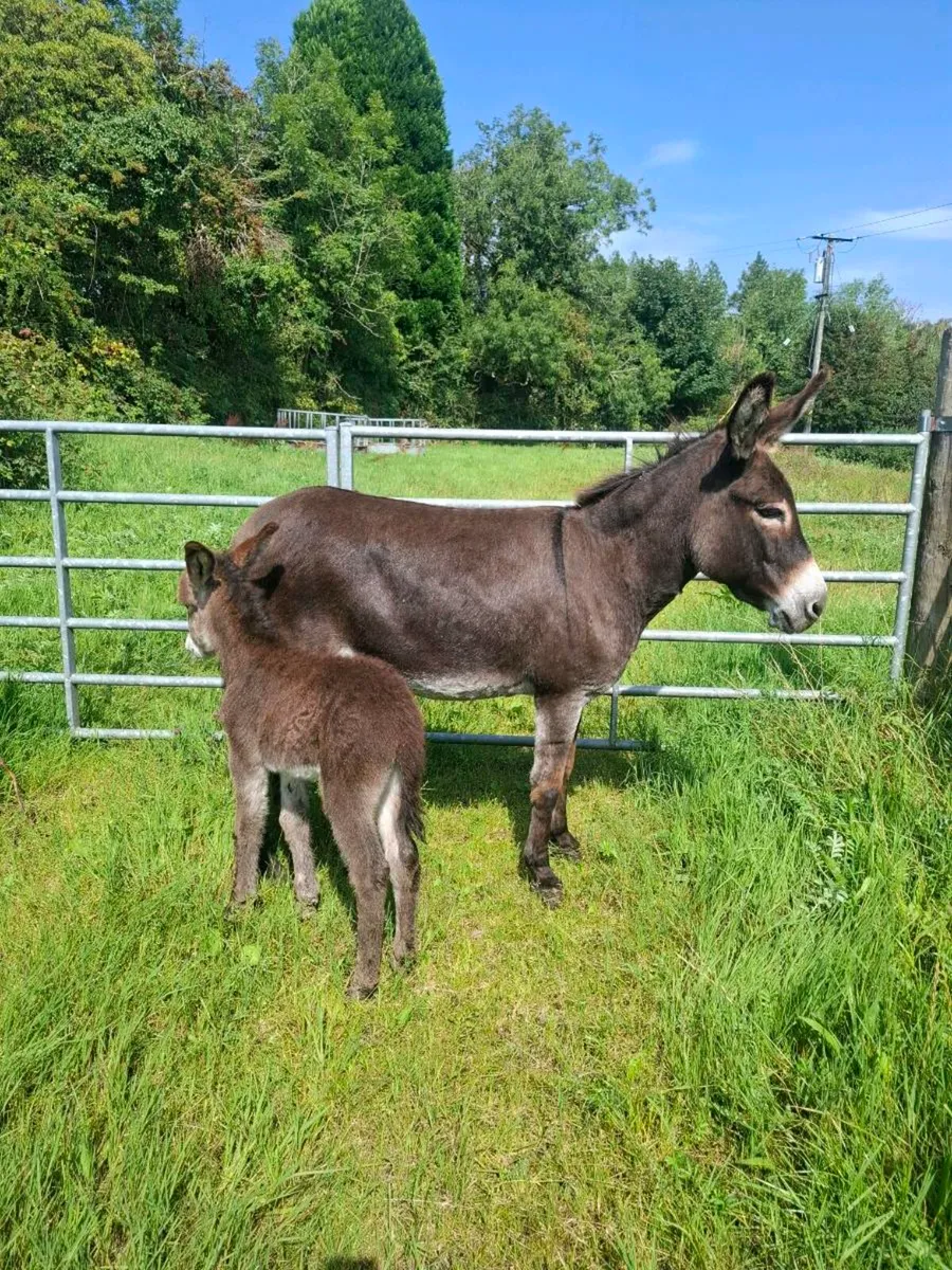 Mare donkey and foal - Image 1