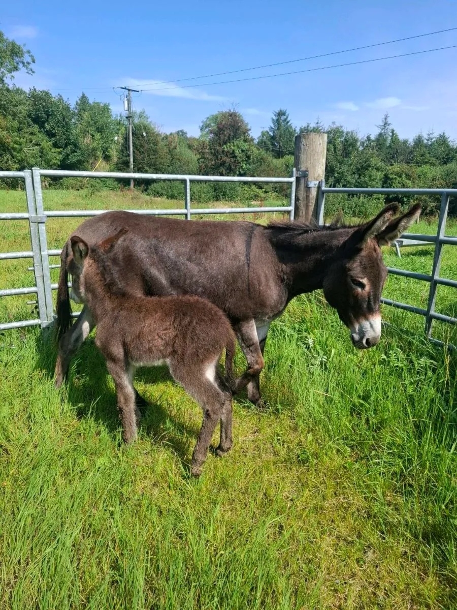Mare donkey and foal - Image 3