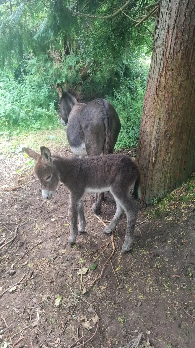 Mare donkey and foal - Image 4