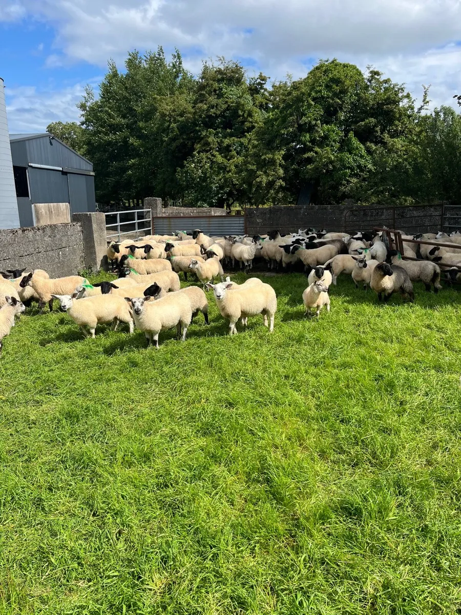 Organic Suffolk & Texel Store Lambs
