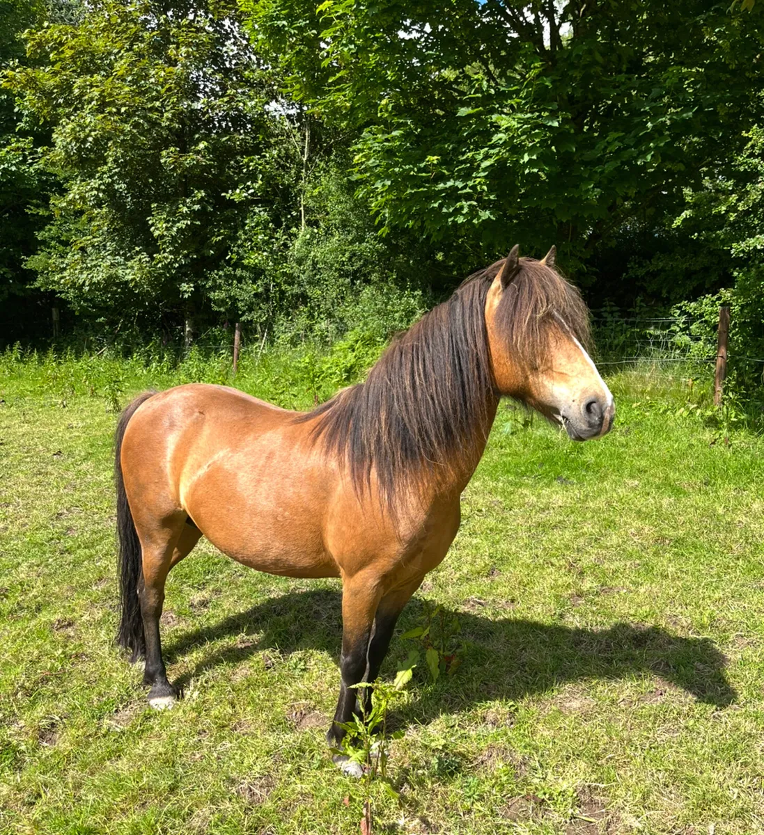 Eye-turning Kerry Bog Pony mare (Reserved) - Image 2
