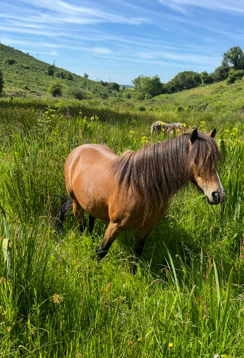 Eye-turning Kerry Bog Pony mare (Reserved) - Image 3