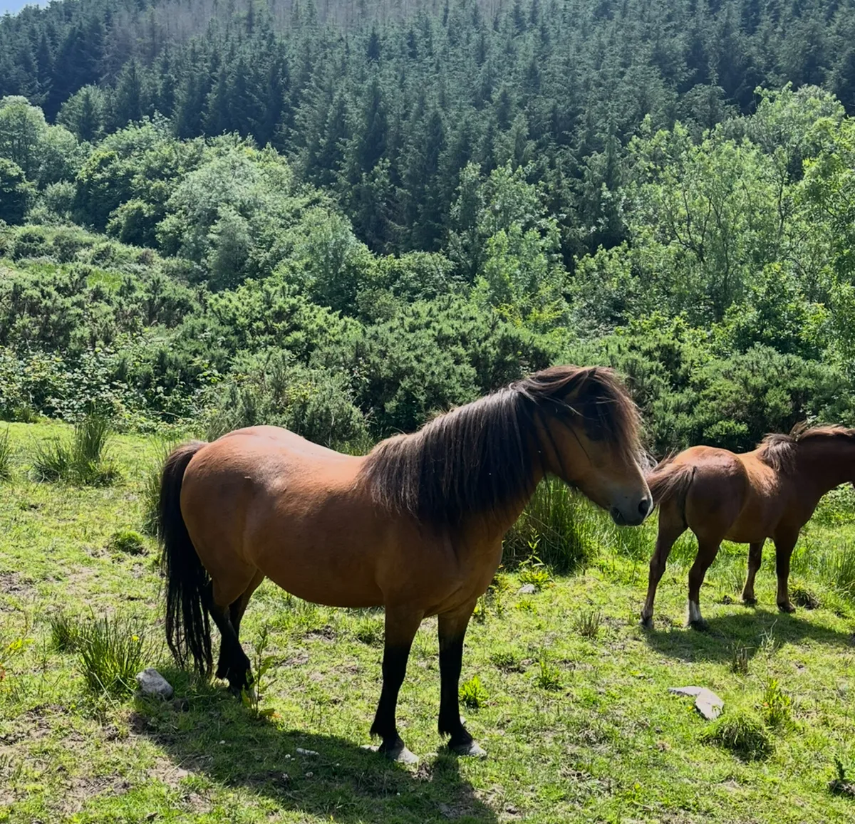 Eye-turning Kerry Bog Pony mare (Reserved) - Image 4