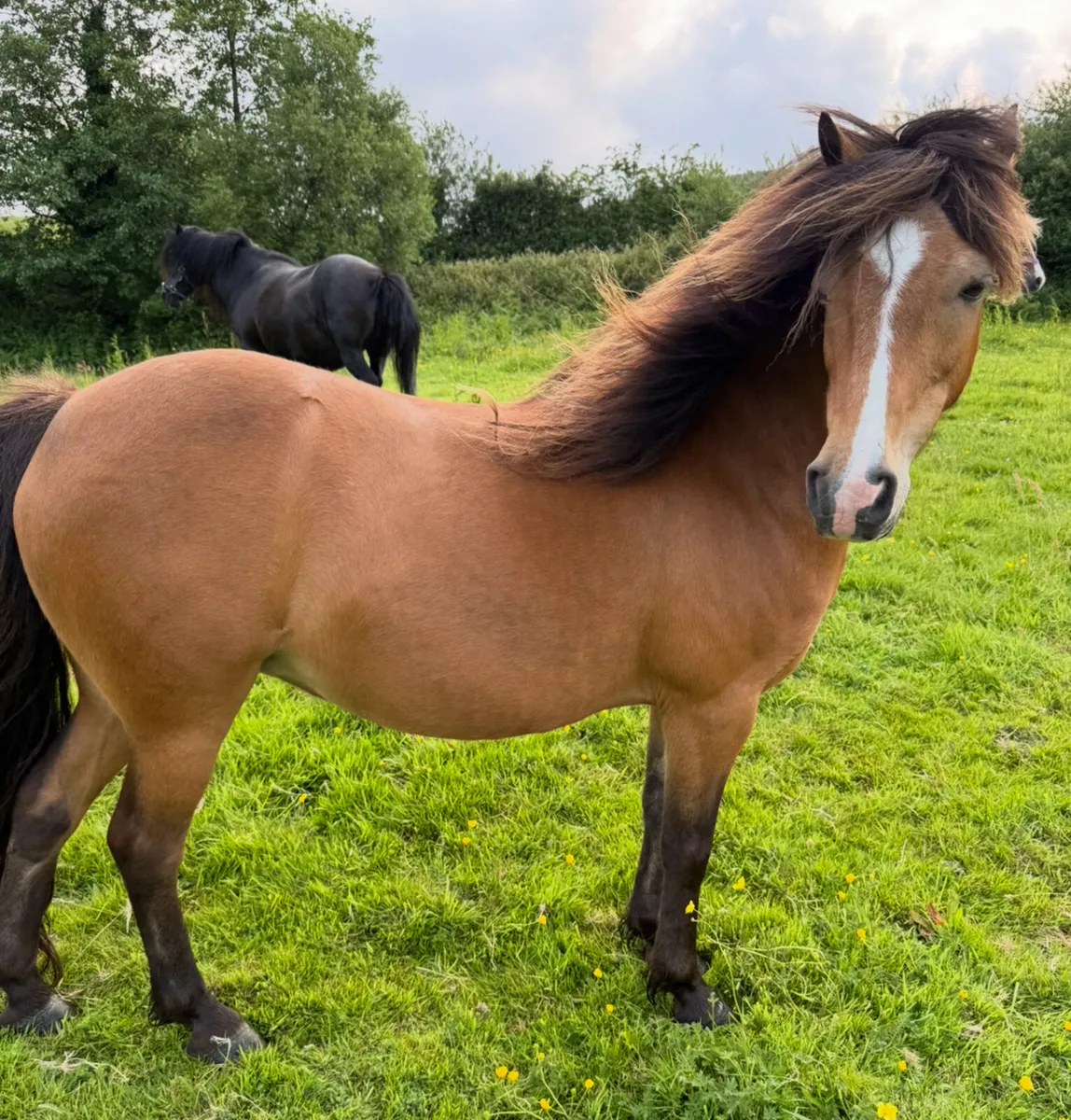 Eye-turning Kerry Bog Pony mare (Reserved) - Image 1