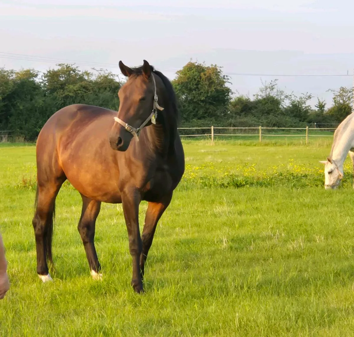 quality mare in foal to VDL Zapatera - Image 1