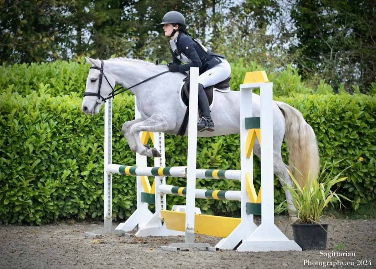 148 5yo Connemara Mare - Image 3