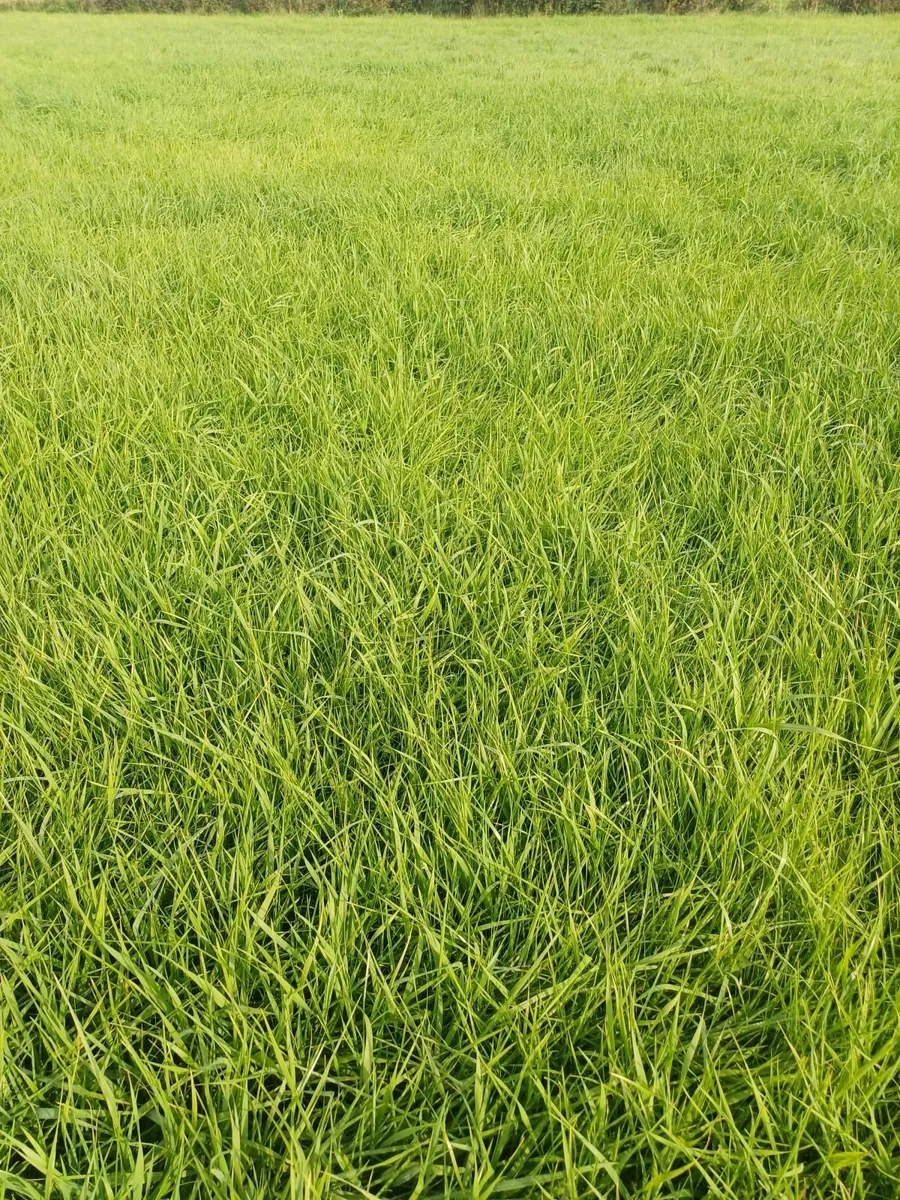 14 acres aftergrass - Image 2